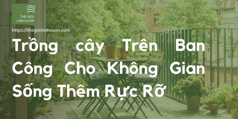 Trồng cây trên ban công cho không gian sống thêm rực rỡ 56 Trồng cây Trên Ban Công Cho Không Gian Sống Thêm Rực Rỡ