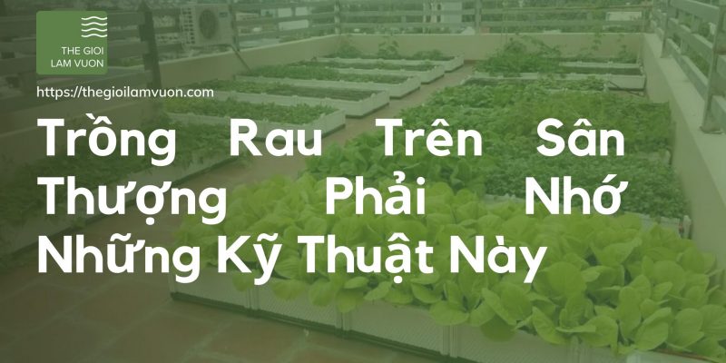 Trồng rau trên sân thượng phải nhớ những kỹ thuật này 30 Trồng Rau Trên Sân Thượng Phải Nhớ Những Kỹ Thuật Này