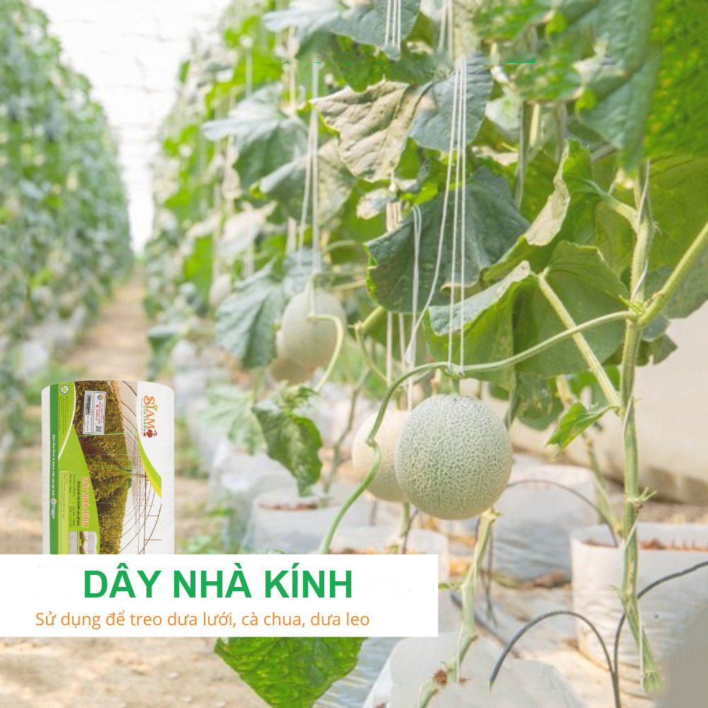 Dây nhà kính 1