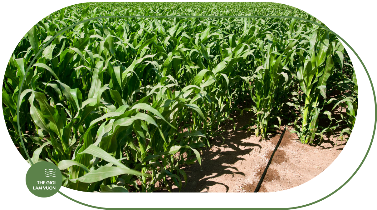 Giai phap tuoi bap tu dong