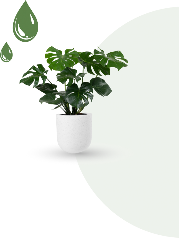 Giải pháp tưới kiểng lá cây nội thất 02