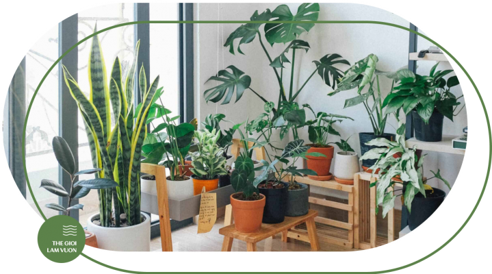 Giai phap tuoi kieng la cay noi that