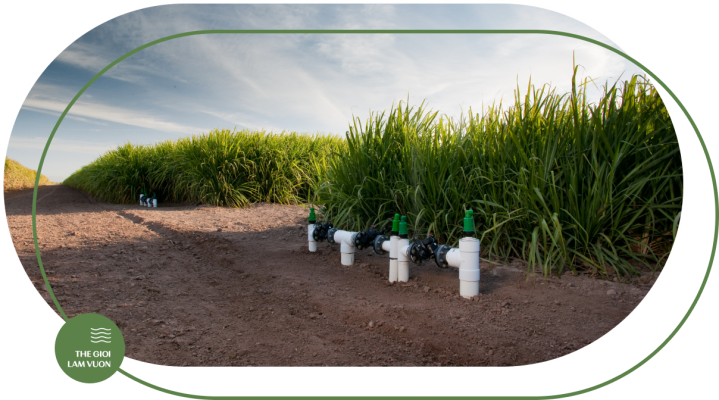 Giai phap tuoi mia tu dong