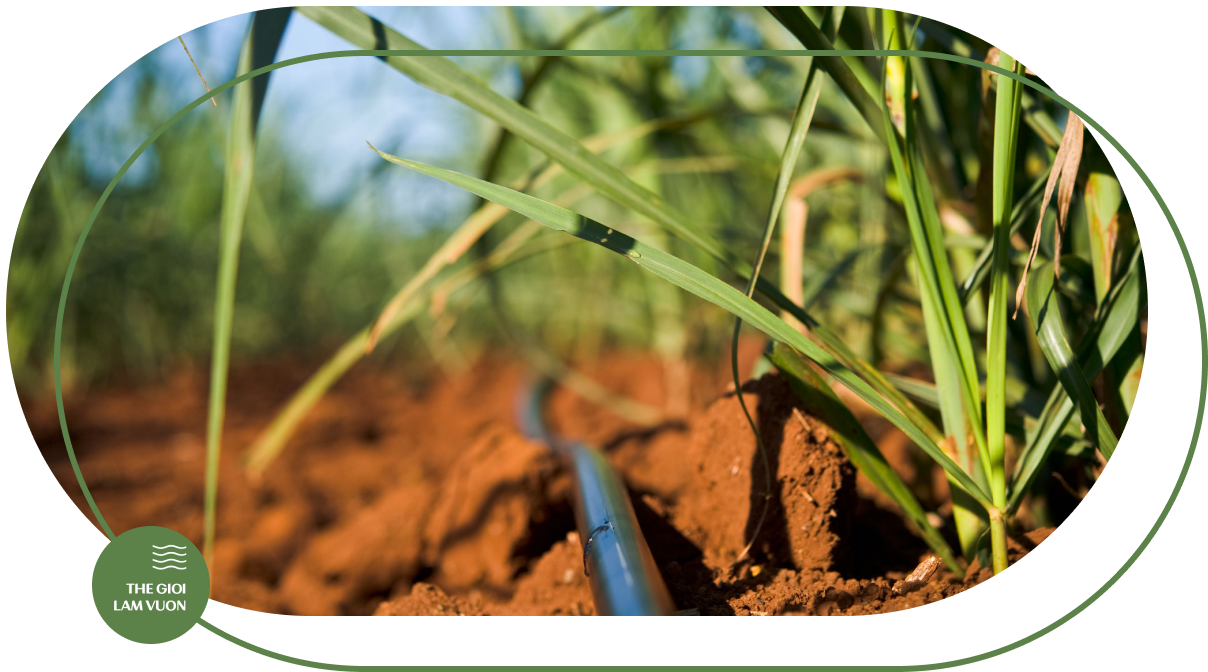 Giai phap tuoi mia tu dong bang ong nho giot rai noi