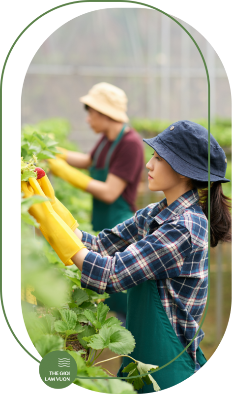 Giai phap tuoi nha kinh