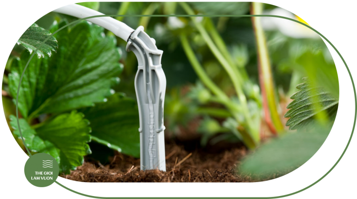 Giai phap tuoi nho giot cho nha kinh nha mang