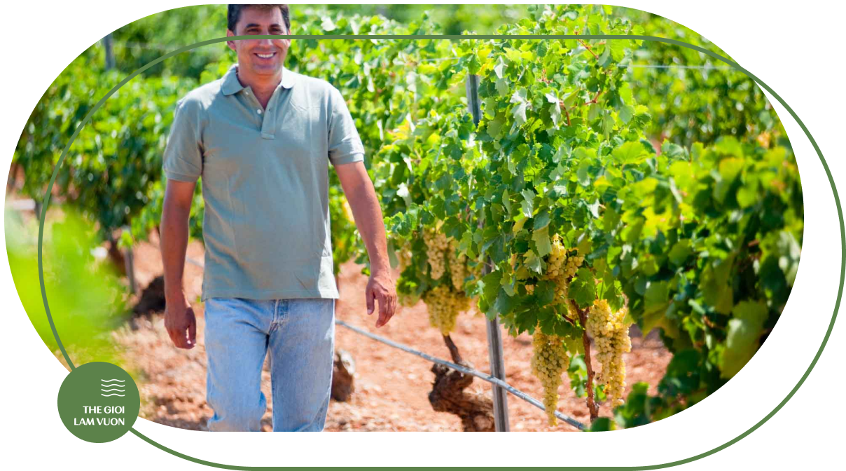 Giai phap tuoi nho tu dong