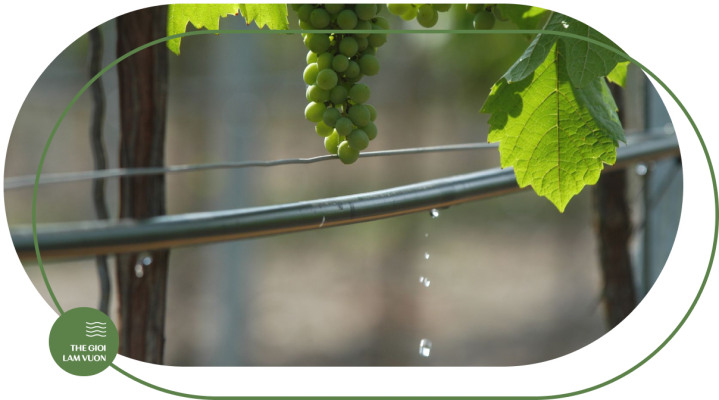 Tuoi nho giot cho cay nho