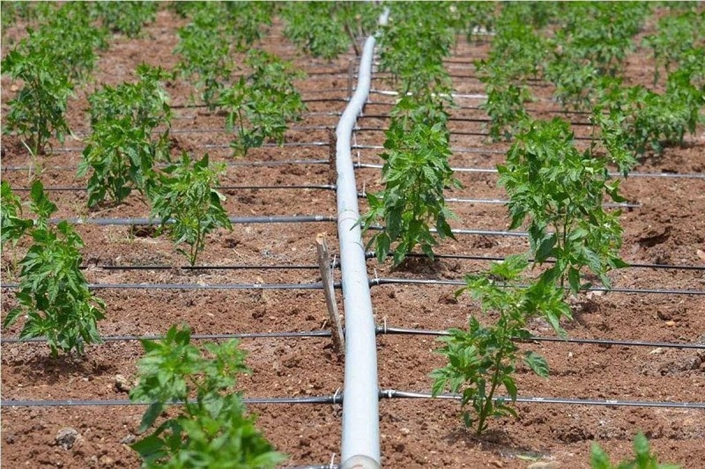 Hướng Dẫn Chi Tiết Cách Làm Hệ Thống Tưới Nhỏ Giọt