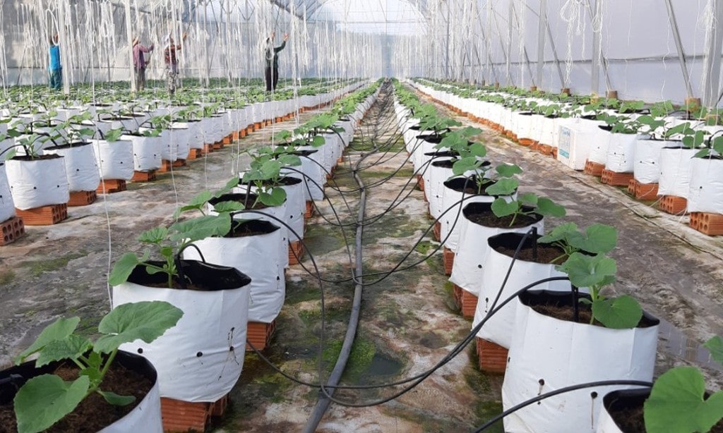 Hướng Dẫn Chi Tiết Cách Làm Hệ Thống Tưới Nhỏ Giọt