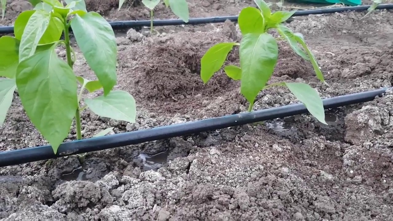 Hướng Dẫn Chi Tiết Cách Làm Hệ Thống Tưới Nhỏ Giọt