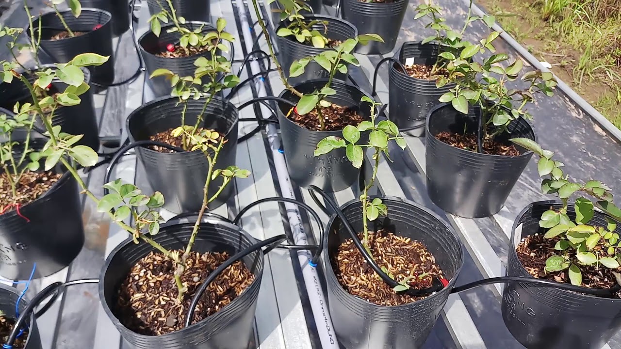 Cách Lắp Đặt Hệ Thống Tưới Nước Nhỏ Giọt Tại Nhà