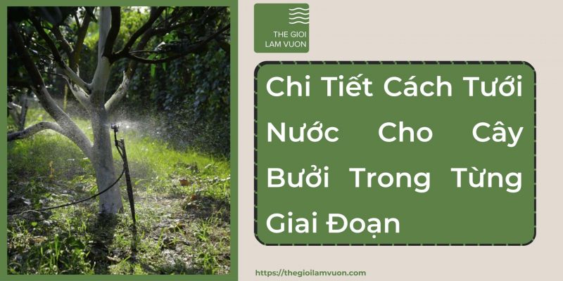 Chi tiết cách tưới nước cho cây bưởi trong từng giai đoạn 21 Chi Tiết Cách Tưới Nước Cho Cây Bưởi Trong Từng Giai Đoạn