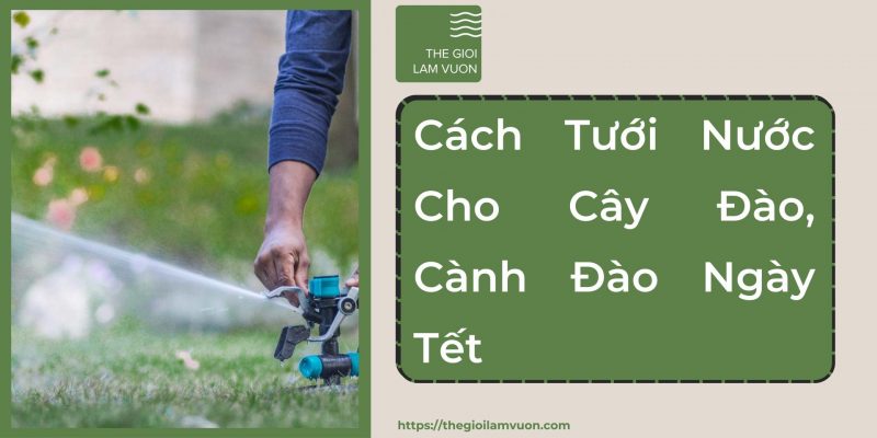 Cách tưới nước cho cây đào, cành đào ngày tết 43 Cách Tưới Nước Cho Cây Đào, Cành Đào Ngày Tết
