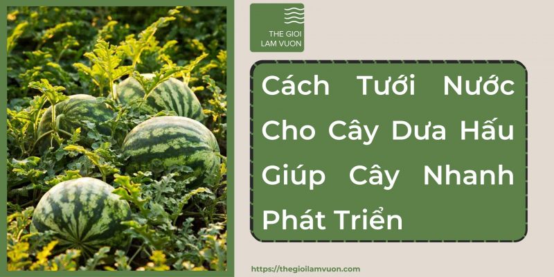 Cách tưới nước cho cây dưa hấu giúp cây nhanh phát triển trong từng giai đoạn 38 Cách Tưới Nước Cho Cây Dưa Hấu Giúp Cây Nhanh Phát Triển Trong Từng Giai Đoạn