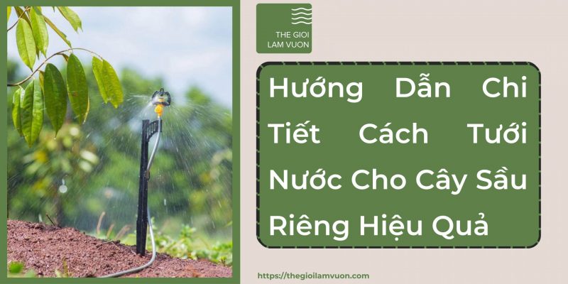Hướng dẫn chi tiết cách tưới nước cho cây sầu riêng theo từng giai đoạn 23 Hướng Dẫn Chi Tiết Cách Tưới Nước Cho Cây Sầu Riêng Theo Từng Giai Đoạn