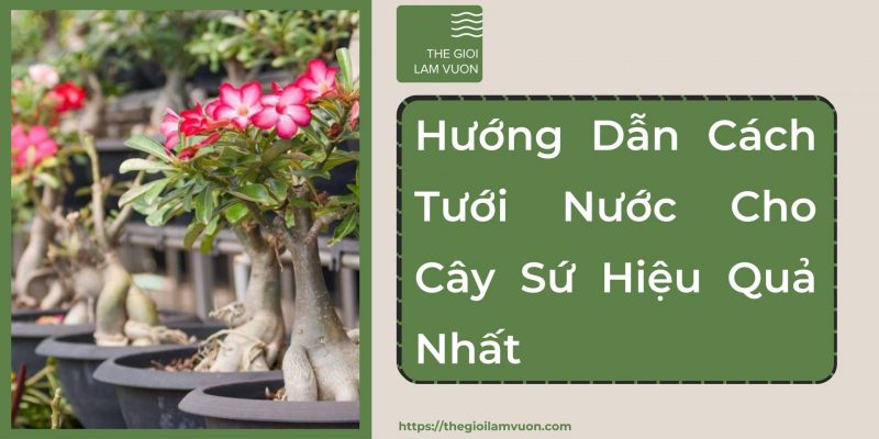 Hướng dẫn cách tưới nước cho cây sứ hiệu quả nhất 22 Hướng Dẫn Cách Tưới Nước Cho Cây Sứ Hiệu Quả Nhất