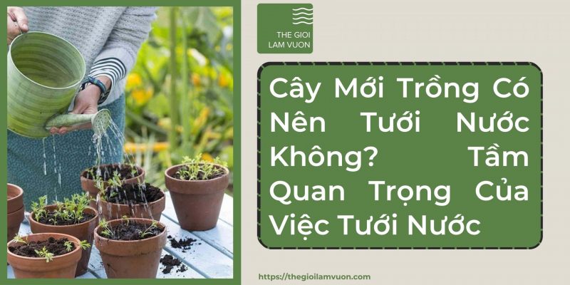 Cây mới trồng có nên tưới nước không? Tầm quan trọng của việc tưới nước cho cây mới trồng 21 Cây Mới Trồng Có Nên Tưới Nước Không? Tầm Quan Trọng Của Việc Tưới Nước Cho Cây Mới Trồng