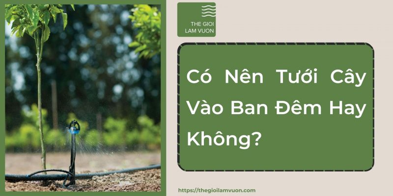 Có nên tưới cây vào ban đêm hay không? 31 Có Nên Tưới Cây Vào Ban Đêm Hay Không?