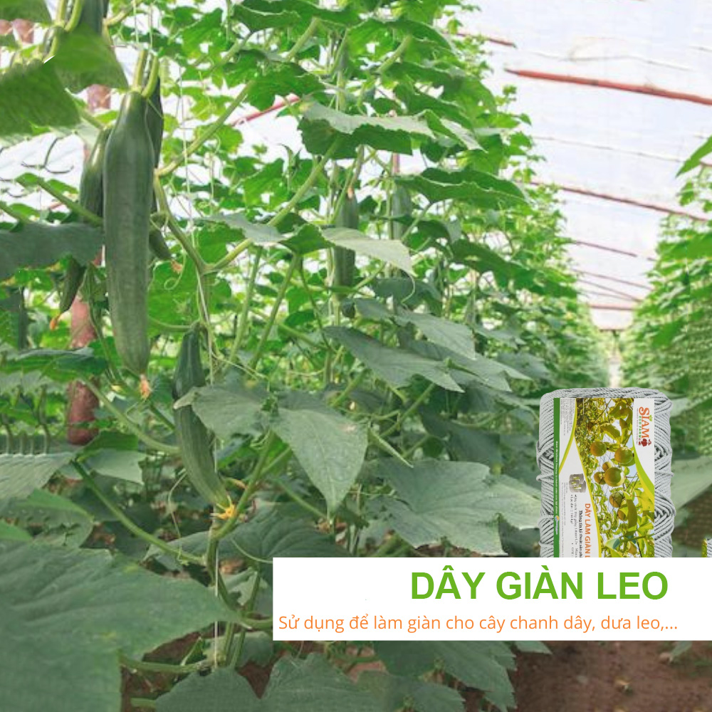 Dây giàn leo siam brothers 1 dây giàn leo 4