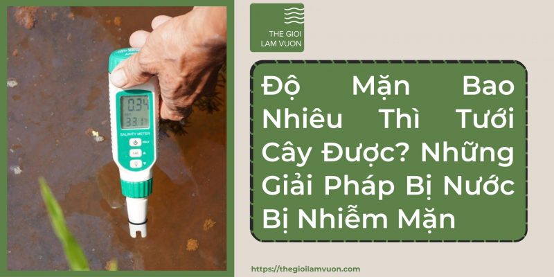 Độ mặn bao nhiêu thì tưới cây được? Những giải pháp nước bị nhiễm mặn 32 Độ Mặn Bao Nhiêu Thì Tưới Cây Được? Những Giải Pháp Bị Nước Bị Nhiễm Mặn