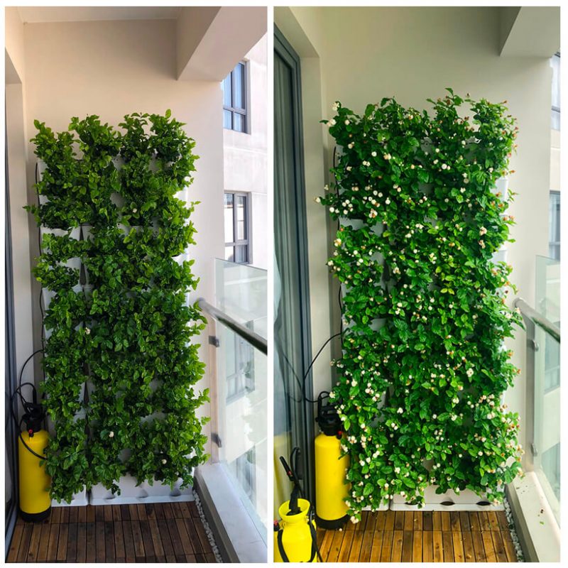 Lắp đặt hệ thống tưới cây ban công - giải pháp xanh từ công ty nhiệt đới 10 Lắp đặt hệ thống tưới cây ban công