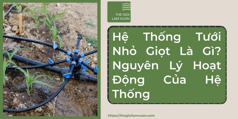Hệ thống tưới nhỏ giọt là gì? Nguyên lý hoạt động của hệ thống tưới nhỏ giọt 42 Hệ Thống Tưới Nhỏ Giọt Là Gì? Nguyên Lý Hoạt Động Của Hệ Thống Tưới Nhỏ Giọt