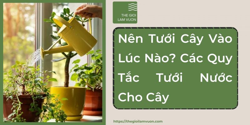 Nên tưới cây vào lúc nào? Các quy tắc tưới nước cho cây 25 Nên Tưới Cây Vào Lúc Nào? Các Quy Tắc Tưới Nước Cho Cây