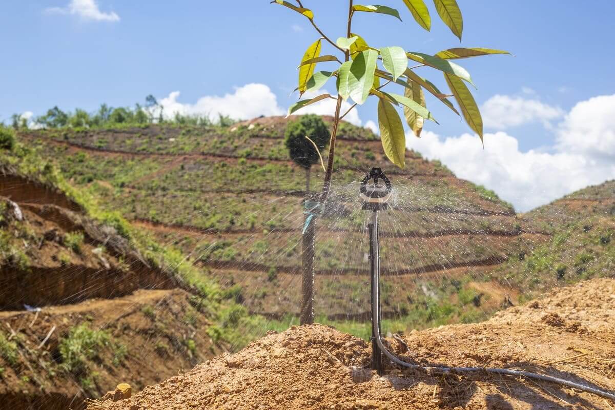 Tìm hiểu giải pháp tưới nhỏ giọt cho sầu riêng 4 Tìm Hiểu Giải Pháp Tưới Nhỏ Giọt Cho Sầu Riêng