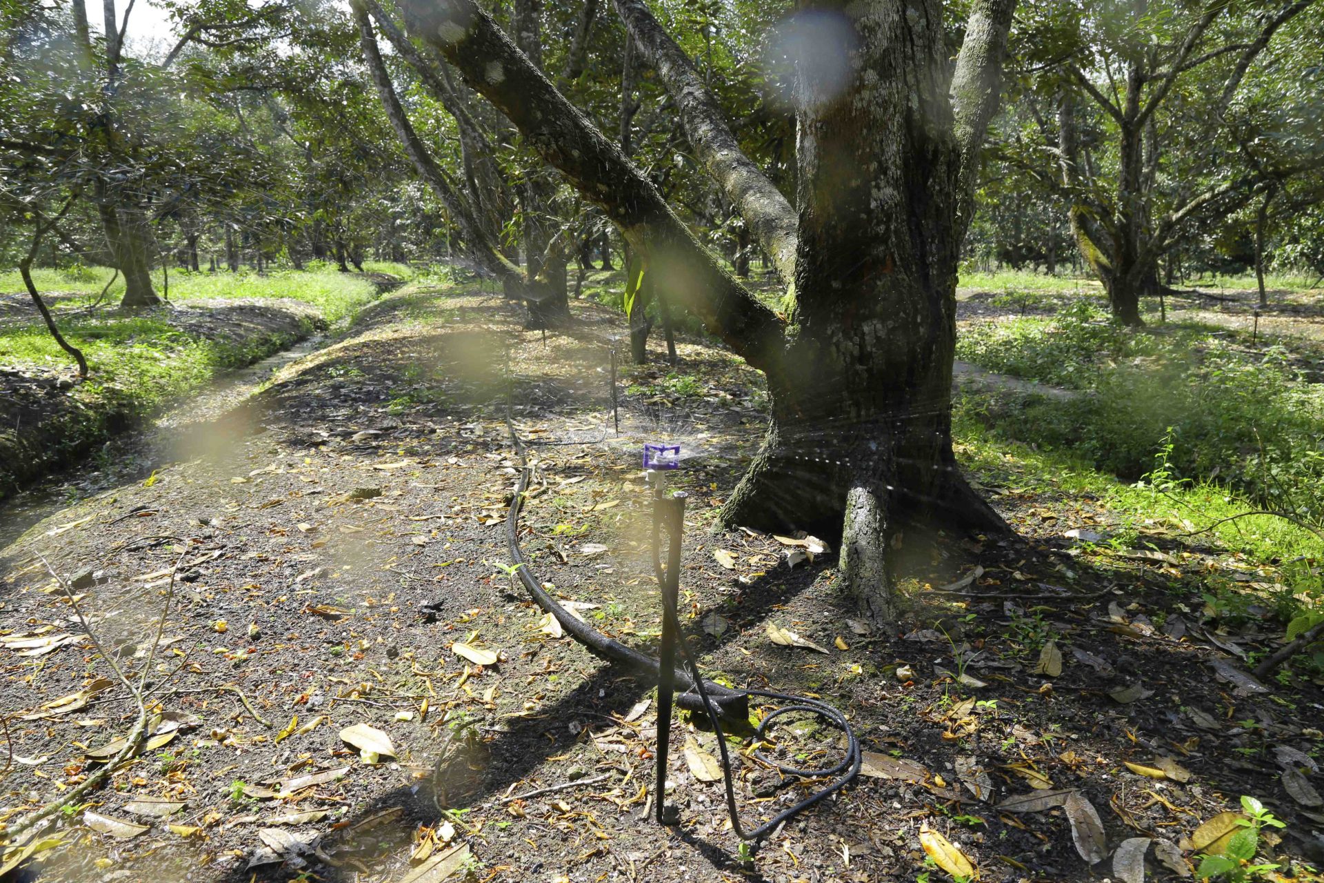 Tìm hiểu giải pháp tưới nhỏ giọt cho sầu riêng 5 Tìm Hiểu Giải Pháp Tưới Nhỏ Giọt Cho Sầu Riêng