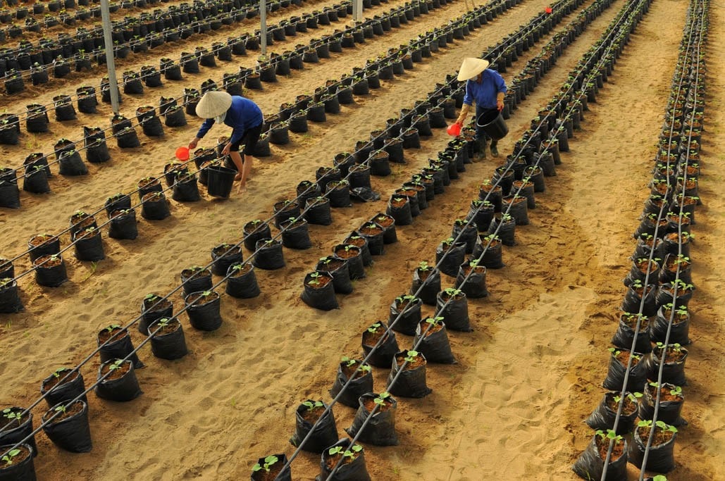 Tìm hiểu giải pháp tưới nhỏ giọt cho sầu riêng 6 Tìm Hiểu Giải Pháp Tưới Nhỏ Giọt Cho Sầu Riêng