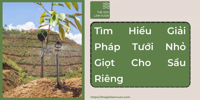 Tìm hiểu giải pháp tưới nhỏ giọt cho sầu riêng 26 Tìm Hiểu Giải Pháp Tưới Nhỏ Giọt Cho Sầu Riêng
