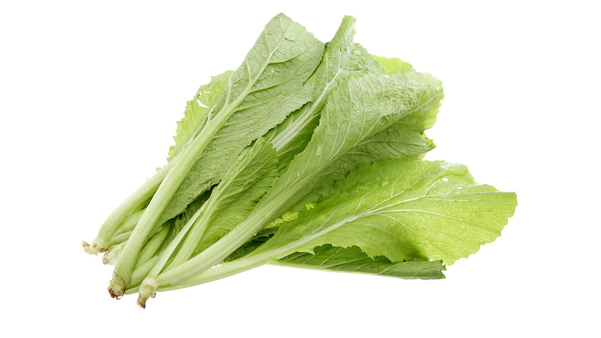 Hạt giống cải cay 1 Cải cay(1)