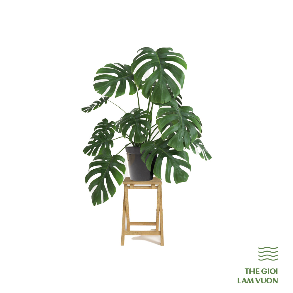 Chậu nhựa đa năng (1)