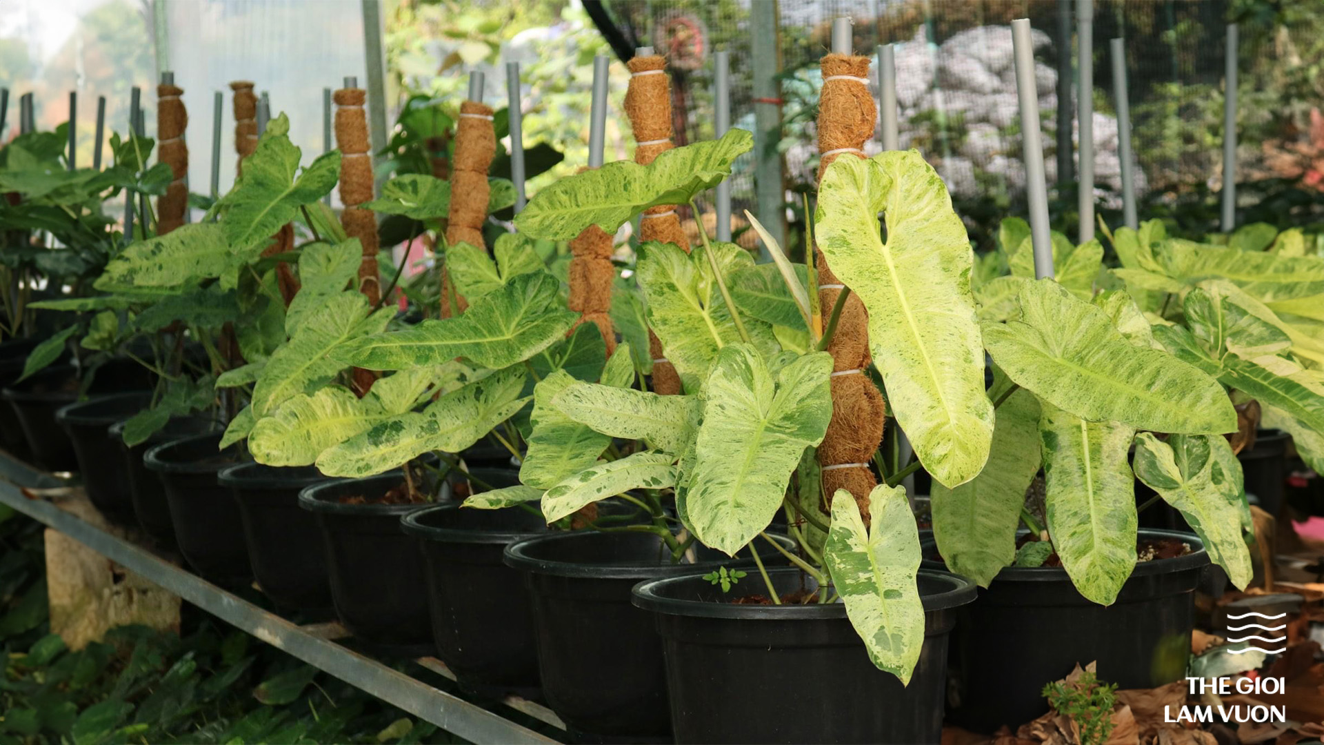 Top 5 loại chậu nhựa trồng cây ăn trái phù hợp cho sân vườn, ban công, sân thượng 6 Chau nhua den 1