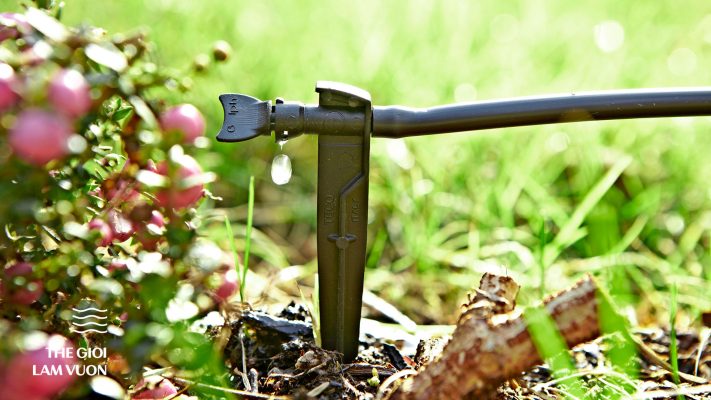 Giai-phap-tuoi-cay-trong-chau-02