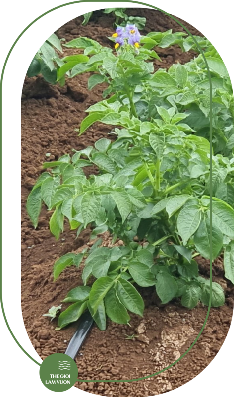 Giai phap tuoi khoai tay tu dong 2