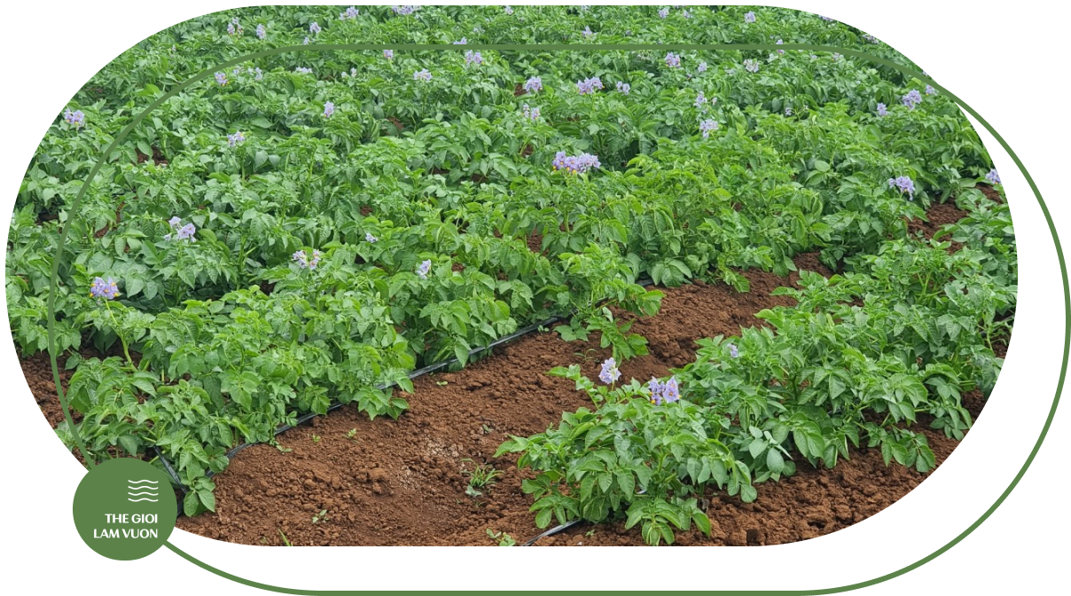 Giai phap tuoi khoai tay tu dong 3