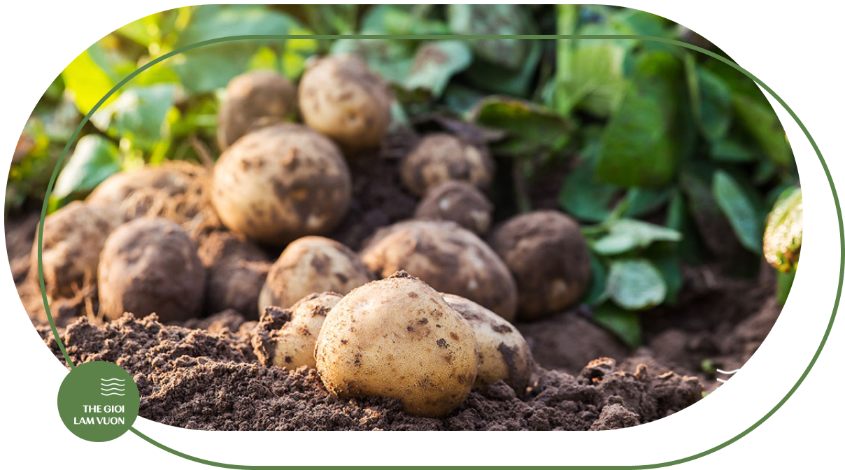 Giai phap tuoi khoai tay tu dong