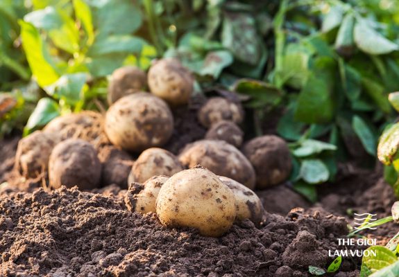 He-thong-tuoi-nho-giot-cho-cay-khoai-tay