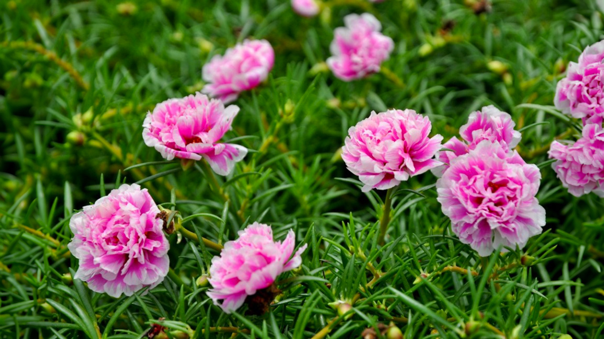 Hạt giống hoa mười giờ kép 1 Hoa mười giờ kép