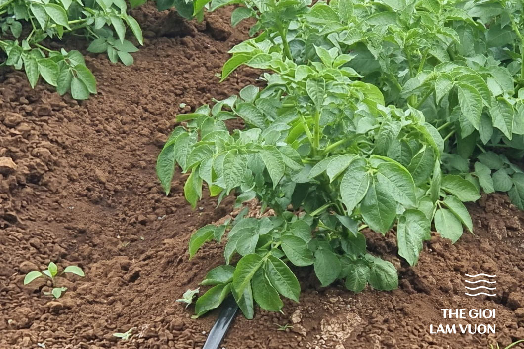 Lựa chọn hệ thống tưới nhỏ giọt cho cây khoai tây 4 Tuoi-khoai-tay-Nha-be-agri