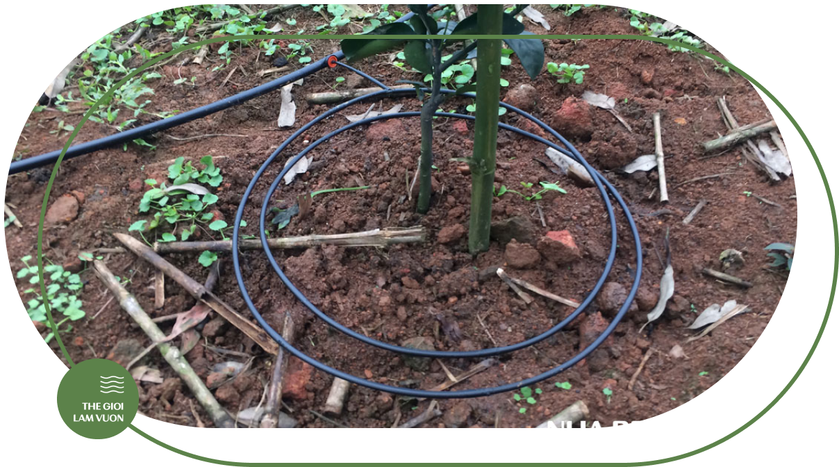 Tuoi nho giot quanh goc cay an trai