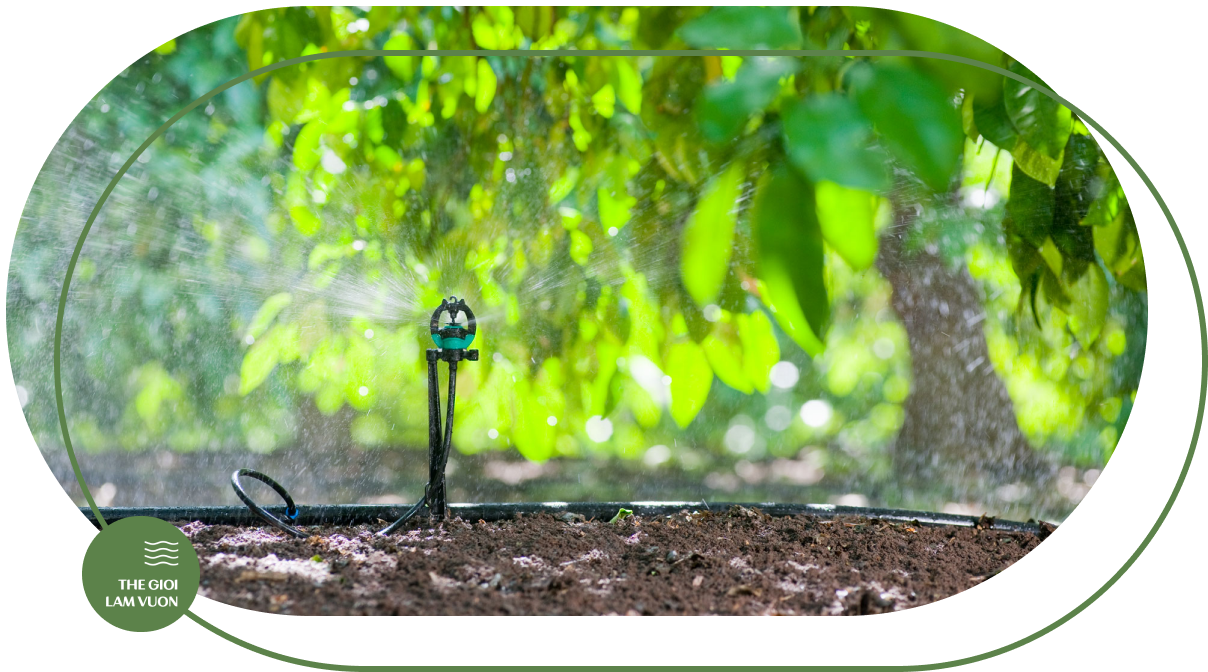 Tuoi phun mua cuc bo cay an trai