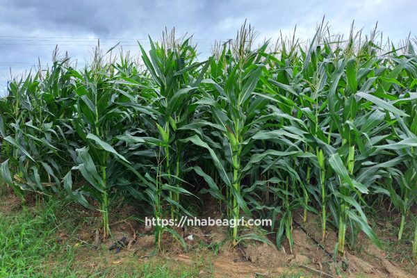 Tuoi tu dong cho cay bap cho hieu qua khong