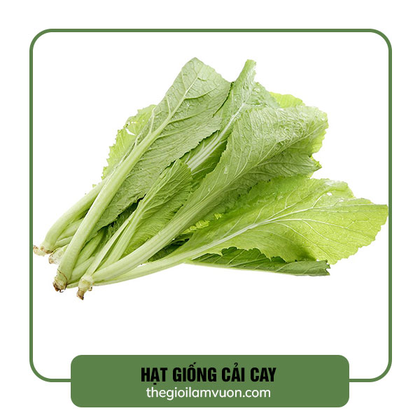hạt giống rau cải cay