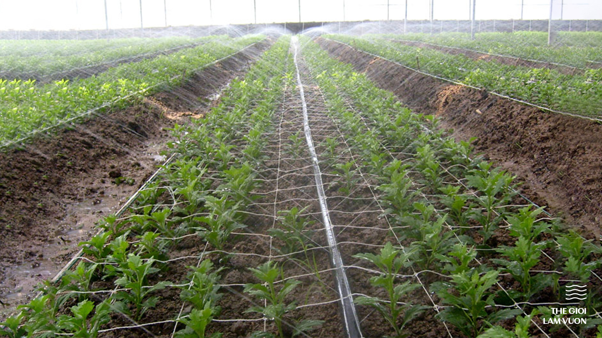 Ống phun mưa 1 Ống phun mưa (5)