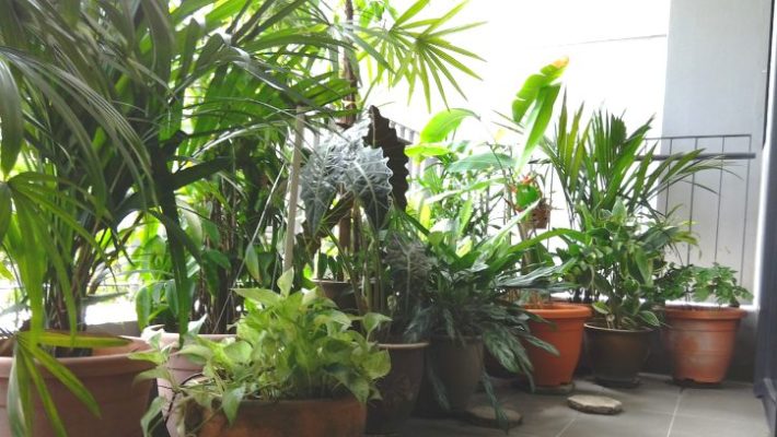 Hệ thống tưới ban công tự động 