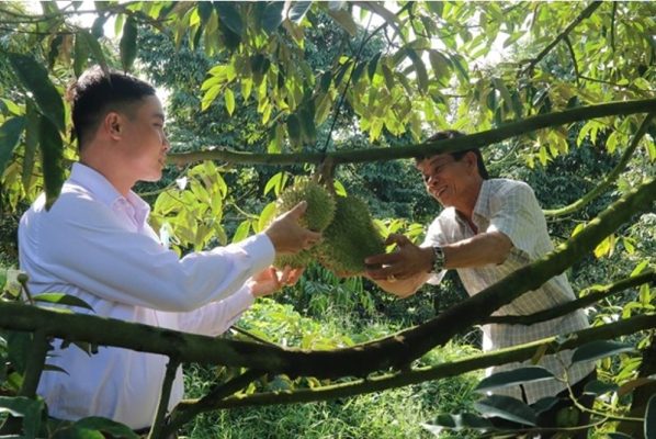 Giải pháp tưới tự động cho cây sầu riêng - tiện ích số 1 của công ty nhiệt đới 35 sau rieng 4