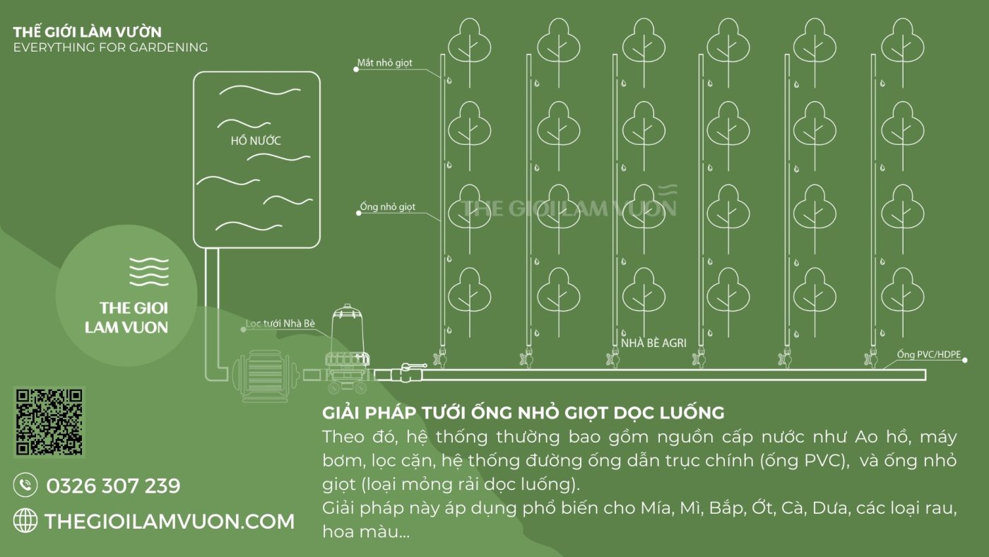 Giai phap tuoi ong doc luong TGLV